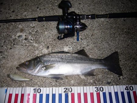 荒れてたので外海シーバス狙いにて