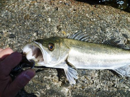 デイ・シーバス