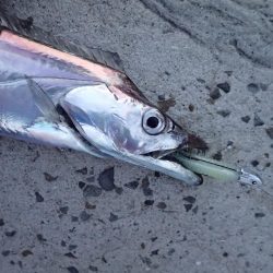 FLAP釣法でメーターちょい超え♪