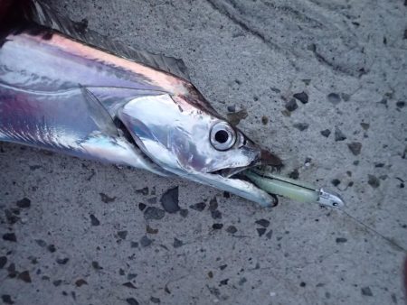 FLAP釣法でメーターちょい超え♪