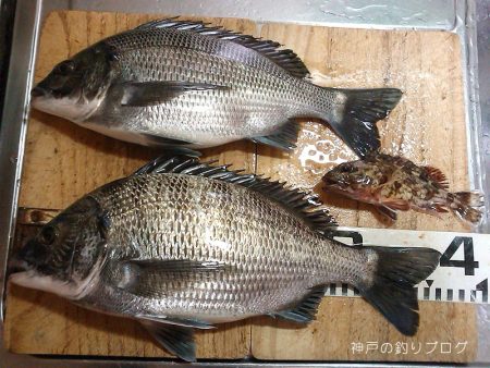 小磯でウキフカセ