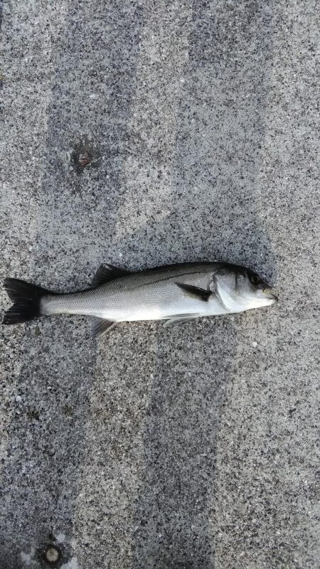 マイクロベイトのシーバス