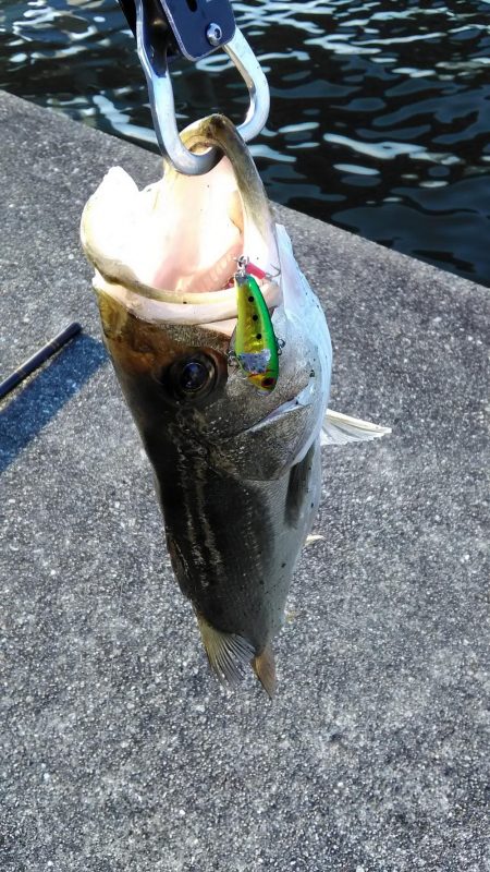 神戸湾シーバス