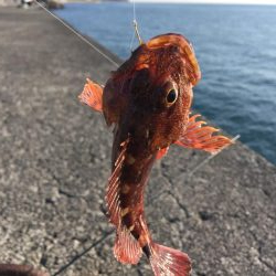 ガシラがぽつぽつ釣れました（サイズは15c…