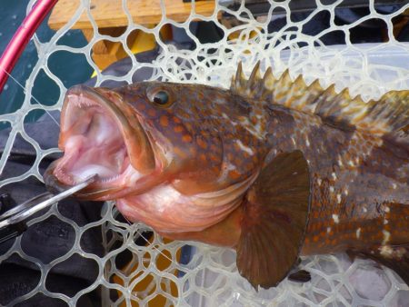 マイカヤック　タイラバ