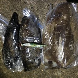 アオリイカやモンゴウイカ、コウイカ