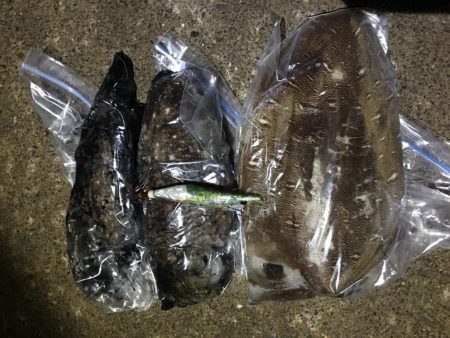 アオリイカやモンゴウイカ、コウイカ