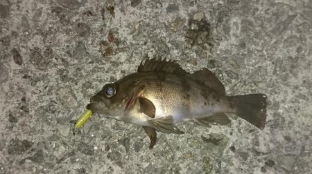 メバリング！初投稿♪