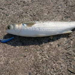 ボラちゃんばっか