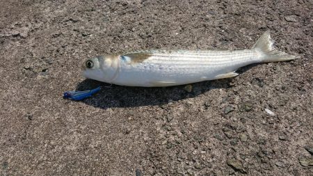 ボラちゃんばっか