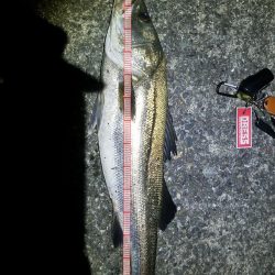 シーバス　ランカーサイズ