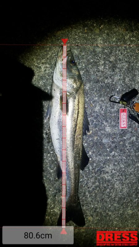 シーバス　ランカーサイズ