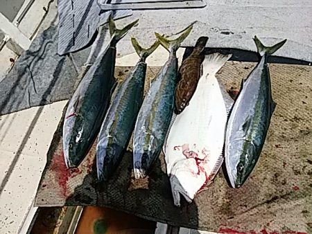 大物釣果速報！●光義丸：平戸市早福港