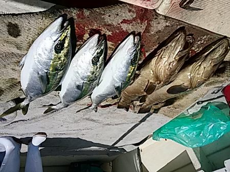 大物釣果速報！●光義丸：平戸市早福港