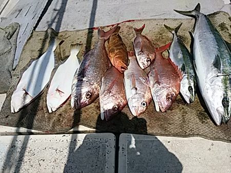 大物釣果速報！●光義丸：平戸市早福港