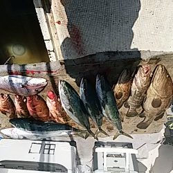 大物釣果速報！●光義丸：平戸市早福港