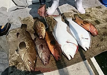 大物釣果速報！●光義丸：平戸市早福港