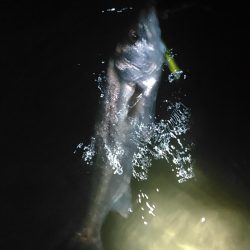 中ノ島シーバス調子いいです！