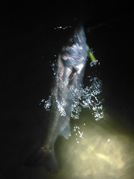 中ノ島シーバス調子いいです！