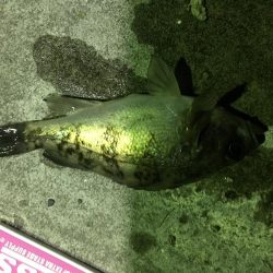 懲りずにメバリング