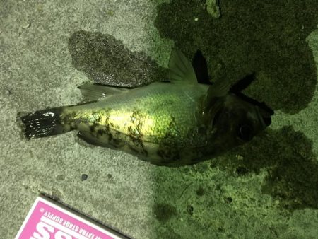 懲りずにメバリング