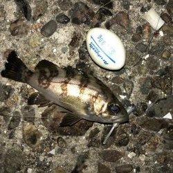 ボイルはあるが、、、