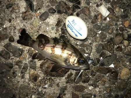 ボイルはあるが、、、