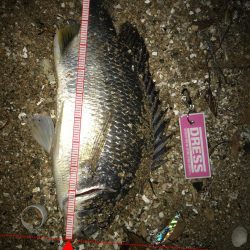 甲子園浜にバチ調査