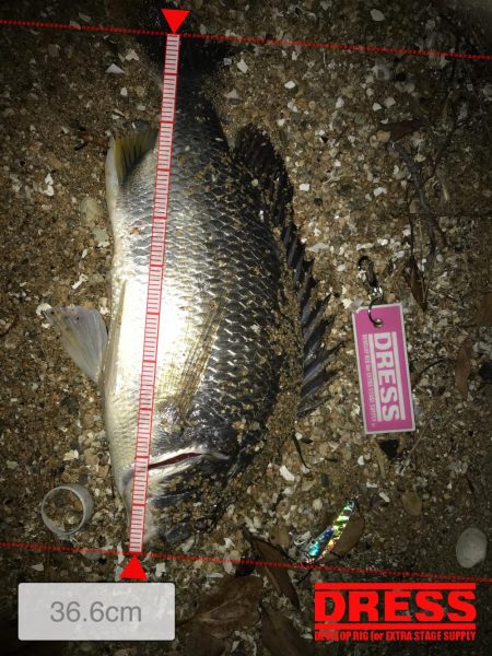 甲子園浜にバチ調査