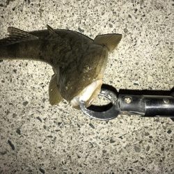 マゴチシーズンなう