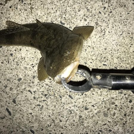 マゴチシーズンなう