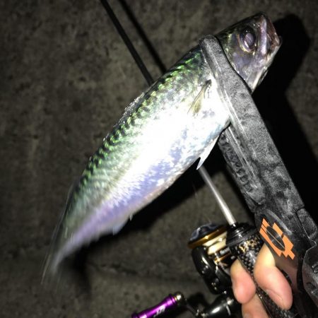 アジング釣行記