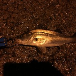 24日午前０時1回目 20時から2回目