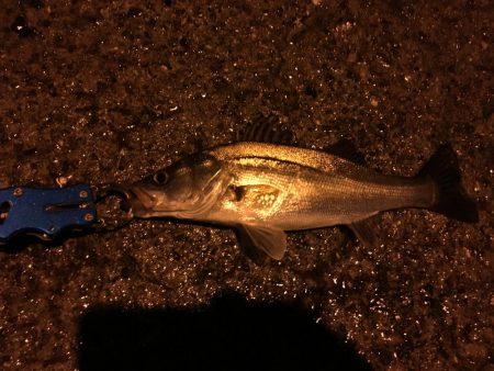 24日午前０時1回目 20時から2回目