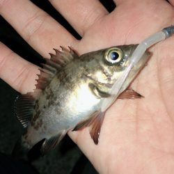 メバリングジャンキー