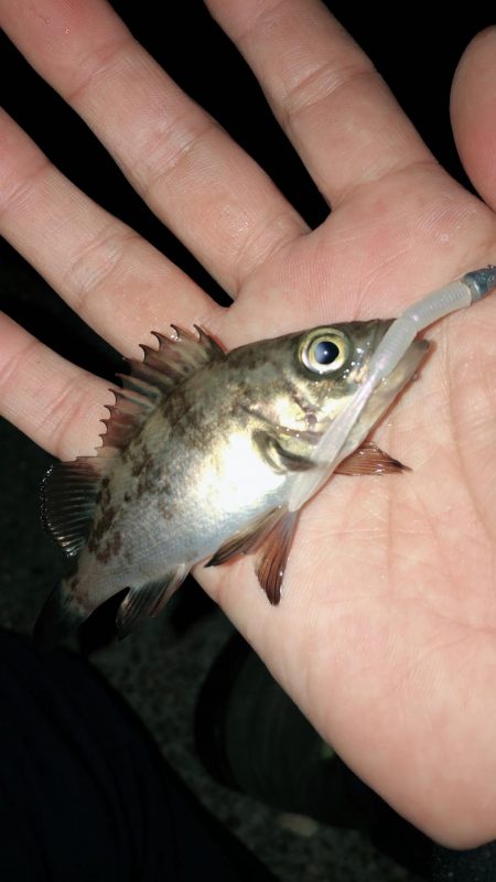 メバリングジャンキー