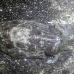 焼津港　連日コウイカ好調