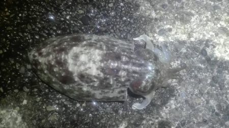 焼津港　連日コウイカ好調