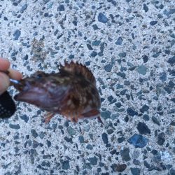 超ライトゲーム、おまけ付