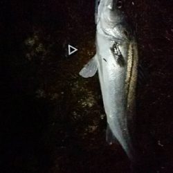 ブルームーン釣行