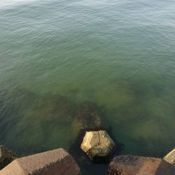 ボラ ボラ ボラ