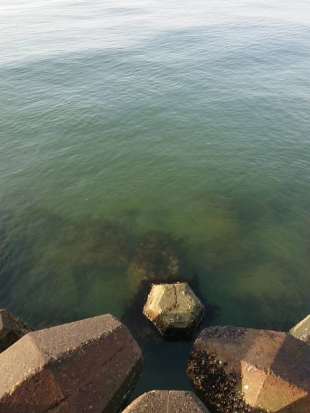 ボラ ボラ ボラ