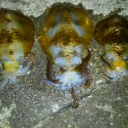 雨が降る前に行って来ました。