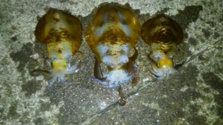 雨が降る前に行って来ました。