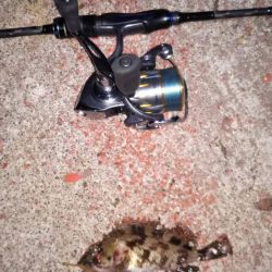 ムラソイを探して