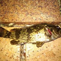 メバルさんは何処へ