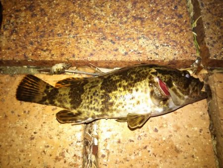 メバルさんは何処へ