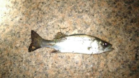 13日の金曜日　第2ラウンド