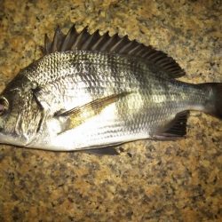 チニング　ショート釣行