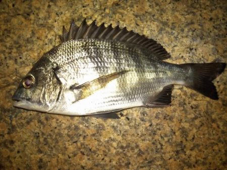 チニング　ショート釣行